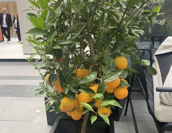 kleiner Orangenbaum in Topf